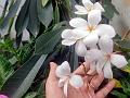 Scentless Frangipani
